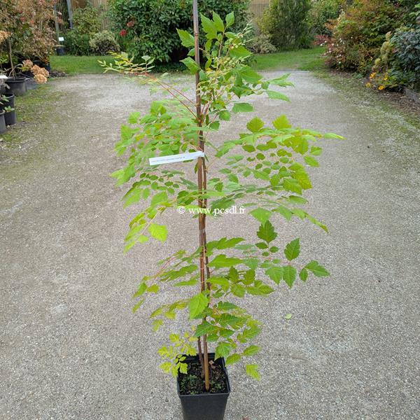Koelreuteria paniculata Coral Sun