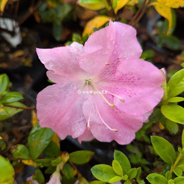 Rhododendron Encore Debutante