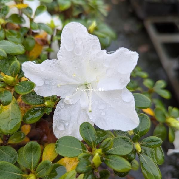 Rhododendron Encore Ivory