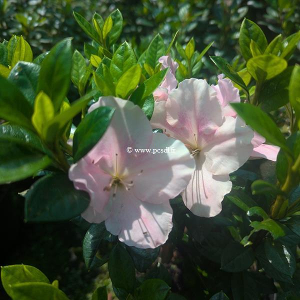 Rhododendron Encore Sweetheart