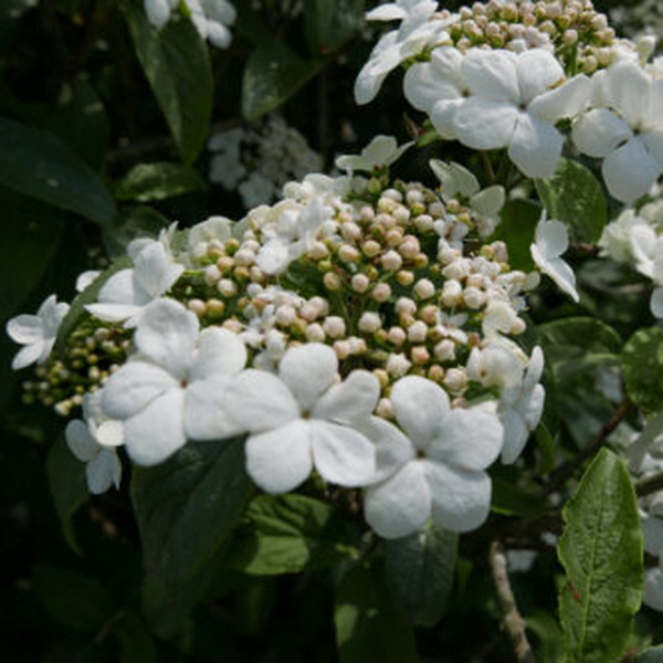 Viburnum Spring Lace (2)