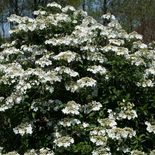Viburnum Spring Lace (3)