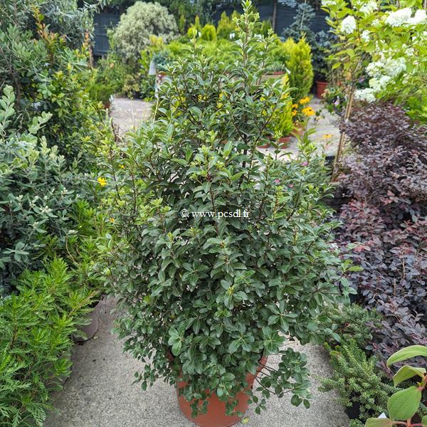 Pittosporum tenuifolium Irish Luck