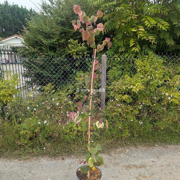 Cercis canadensis carolina Sweetheart