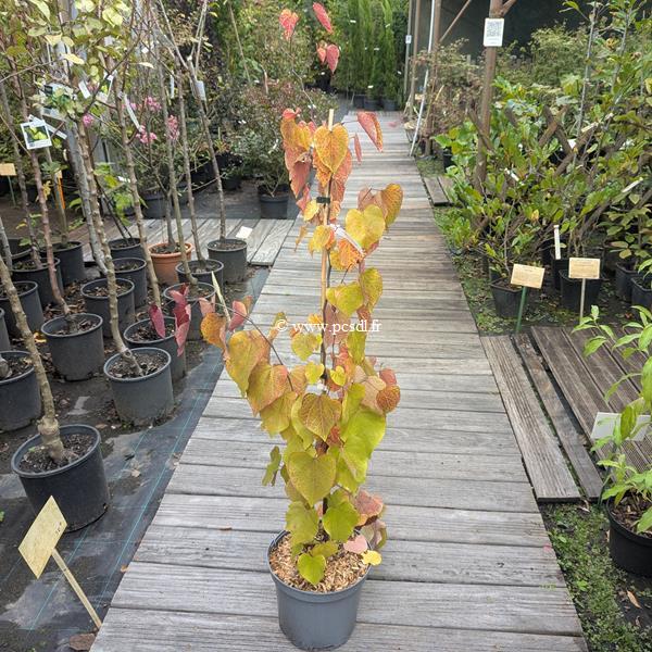 Cercis canadensis Eternal Flame