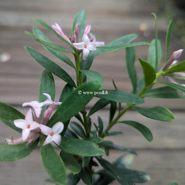 Daphne Fragrant Pink (1)