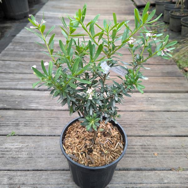 Daphne Fragrant Pink (2)