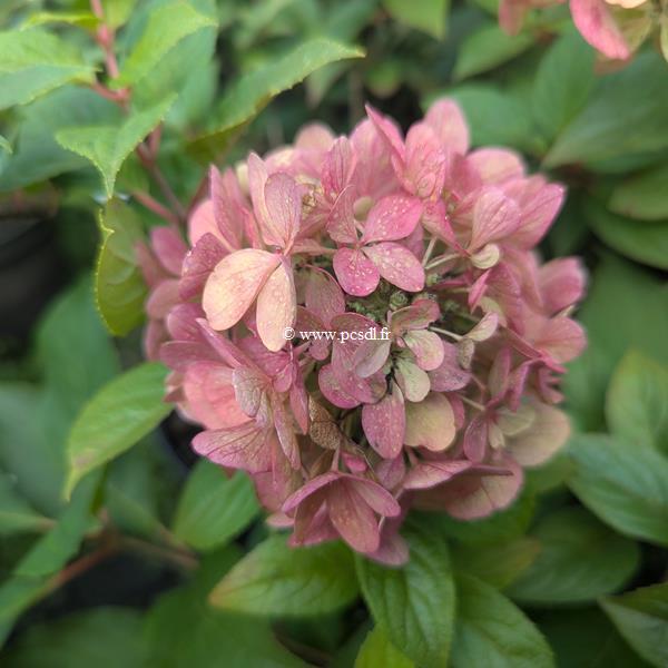 Hydrangea paniculata Petite Marie