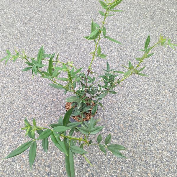 Zanthoxylum armatum