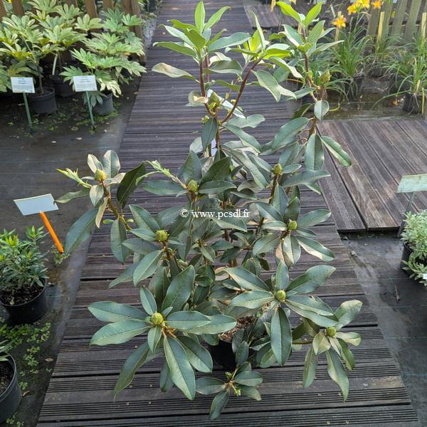 Rhododendron x Lombok