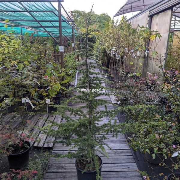 Cedrus libani