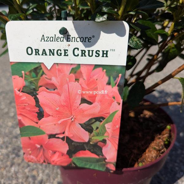 Rhododendron Encore Orange Crush (1)