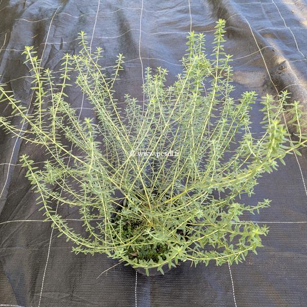 Westringia fruticosa Blue Gem