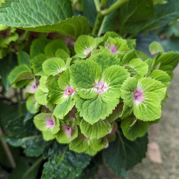 Hydrangea macrophylla Magical Green Delight