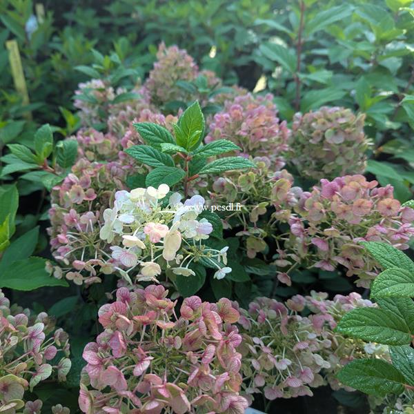 Hydrangea paniculata Quick Fire Fab (1)