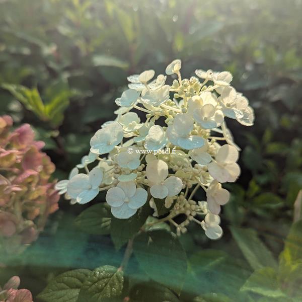 Hydrangea paniculata Quick Fire Fab (2)