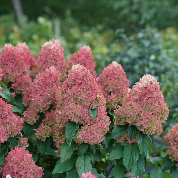 Hydrangea paniculata Quickfire Fab (3)