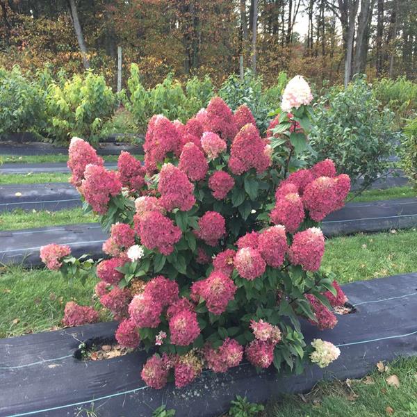 Hydrangea paniculata Quickfire Fab (1)