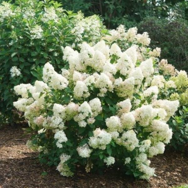 Hydrangea paniculata Quickfire Fab (2)