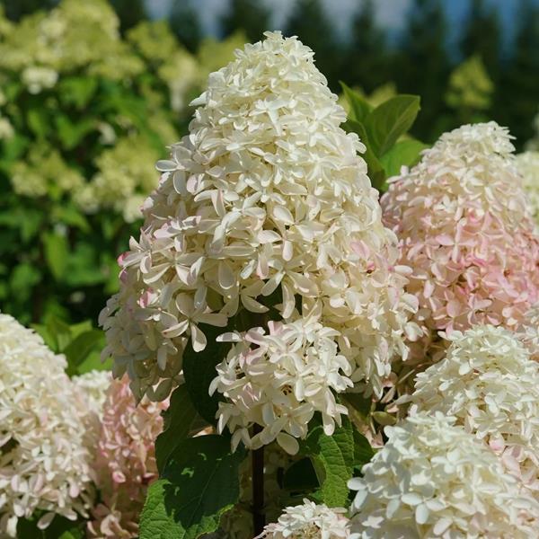 Hydrangea paniculata Quickfire Fab (1) (2)