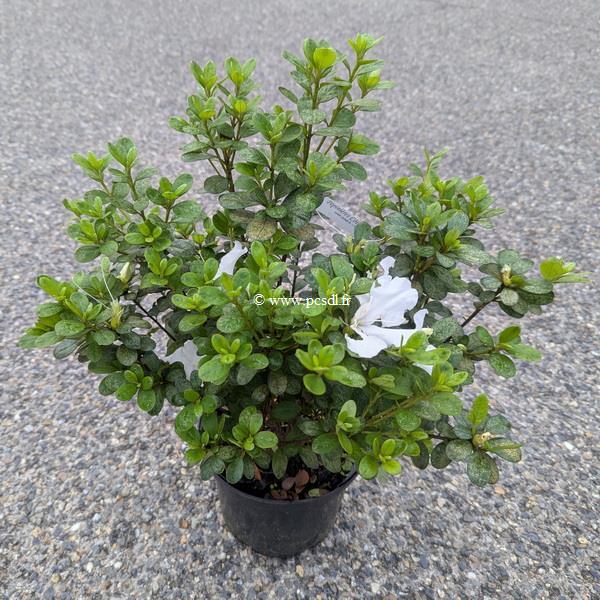 Rhododendron Encore Ivory