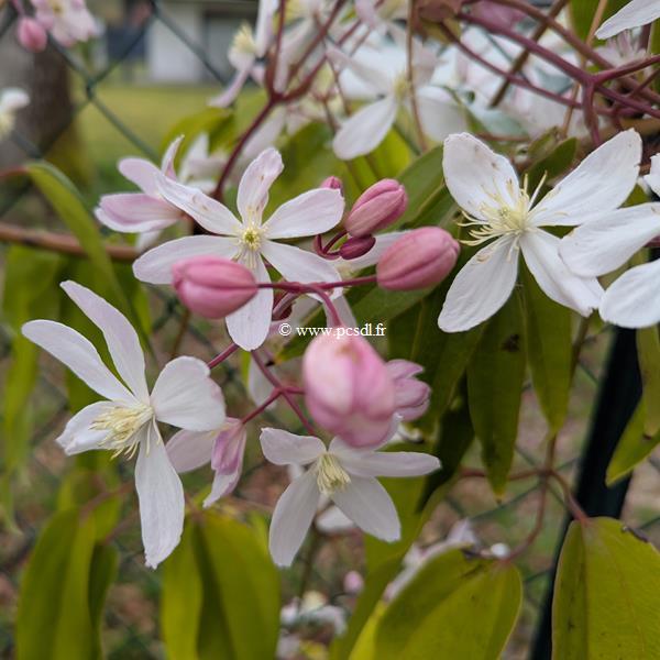 Clematis armandii Henderson Rubra (2)