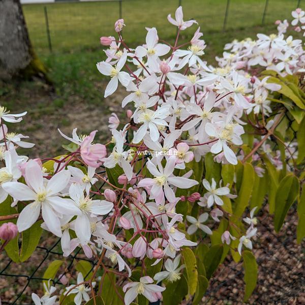 Clematis armandii Henderson Rubra (4)