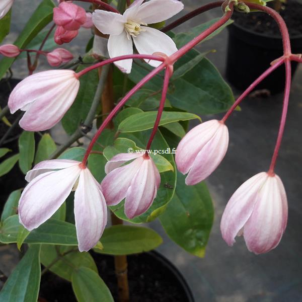 Clematis armandii Hendersonii Rubra (2)