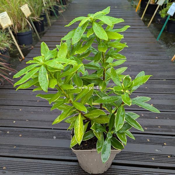 Daphne odora Aureomarginata