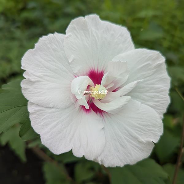 Hibiscus syriacus China Chiffon