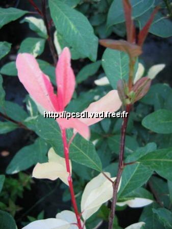 l_photinia%20davidiana%20palette