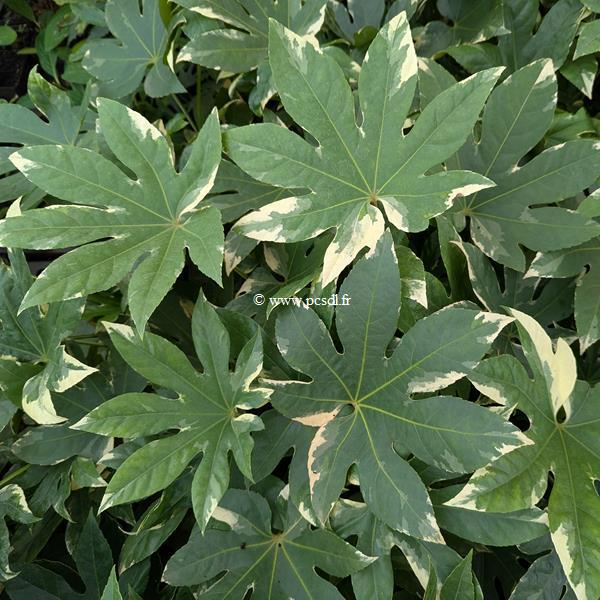 Fatsia japonica Variegata
