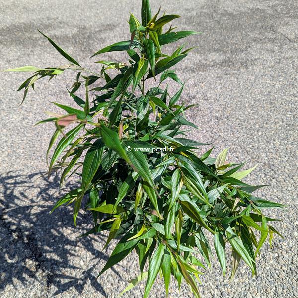 Strobilanthus Brunnety (1)