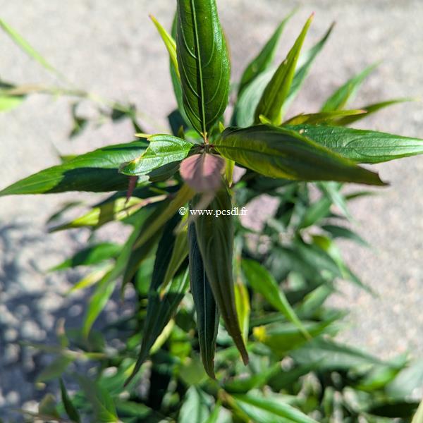 Strobilanthus Brunnety (3)