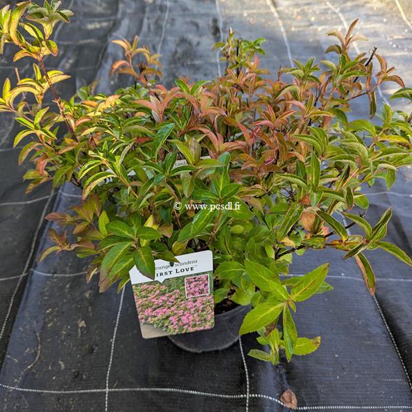 Hydrangea scandens First Love