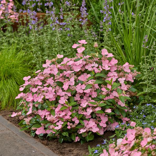 Hydrangea scandens First Love (1)