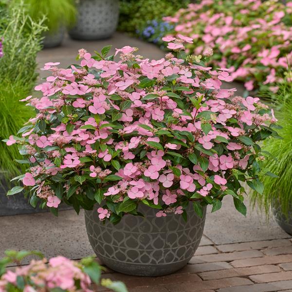 Hydrangea scandens First Love (3)