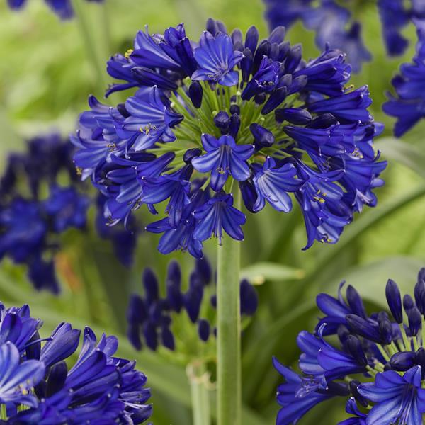 Agapanthus Midnight Sky (15)