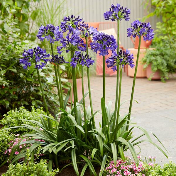 Agapanthus Midnight Sky (14)