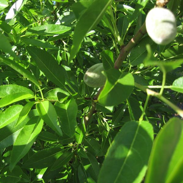 Amandier Tuono (5)