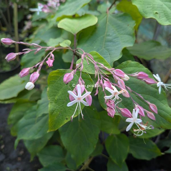 Clerodendrum trichotomum Carnival (2)