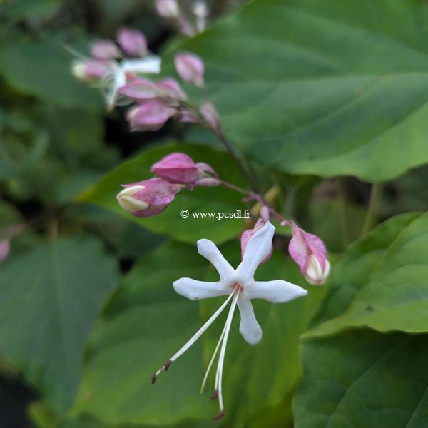 Clerodendrum trichotomum Carnival (1)