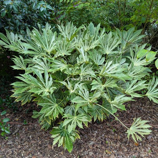 Fatsia japonica Spider Web