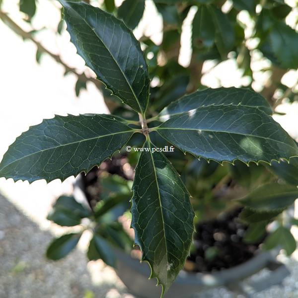 Osmanthus x fortunei San José (1)