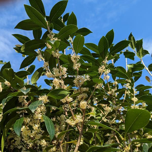 Osmanthus x fortunei San José (2)