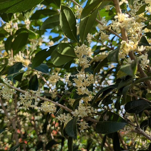 Osmanthus x fortunei San José (4)