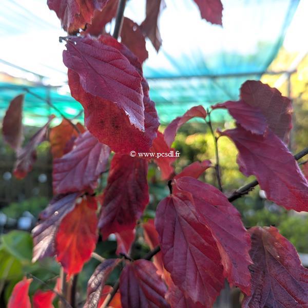Parrotia persica Bella (1)