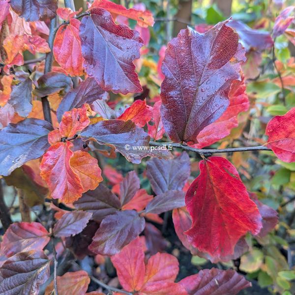 Parrotia persica Bella (2)