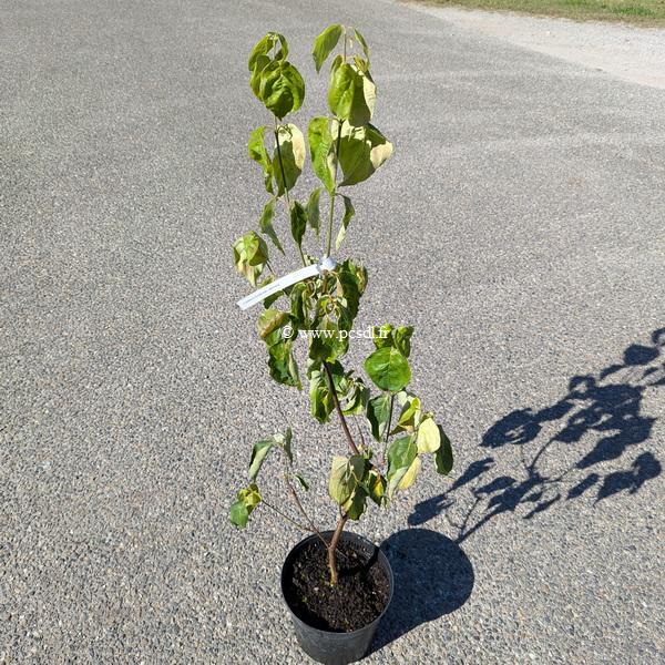 Cornus florida urbiniana
