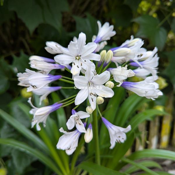 Agapanthus Ever Sparkle (2)